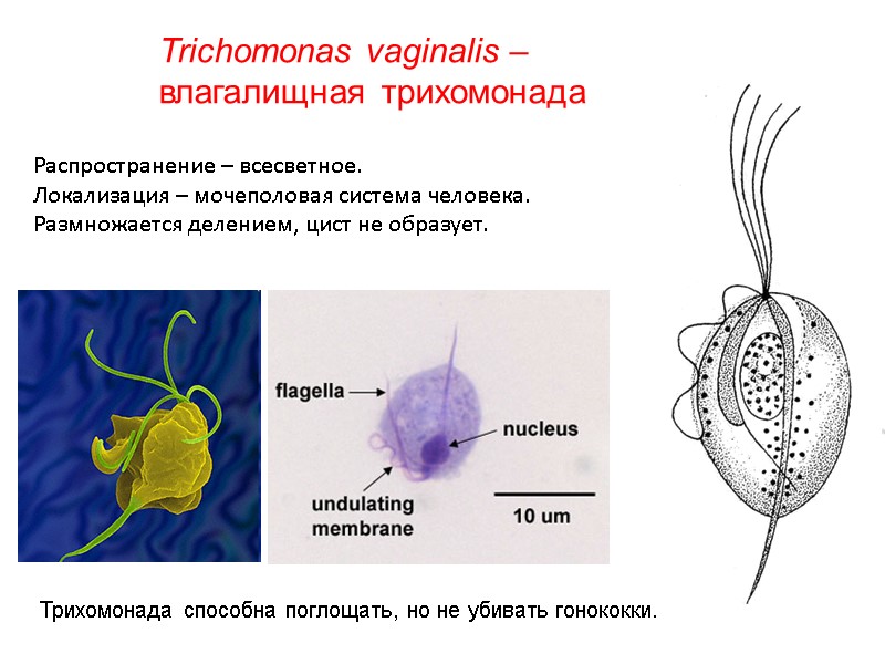 Распространение – всесветное. Локализация – мочеполовая система человека. Размножается делением, цист не образует. Trichomonas
